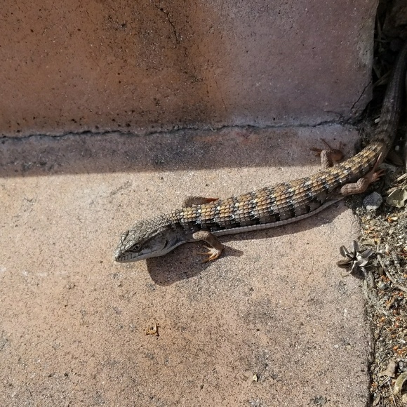 Meet your Posher, Bavarian MM - Picture 1 of 1